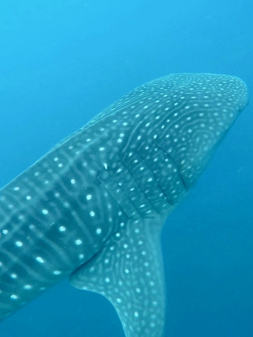 tiburon ballena tour azul tourquesa holbox mexico tiburon ballena tour azul tourquesa holbox mexico