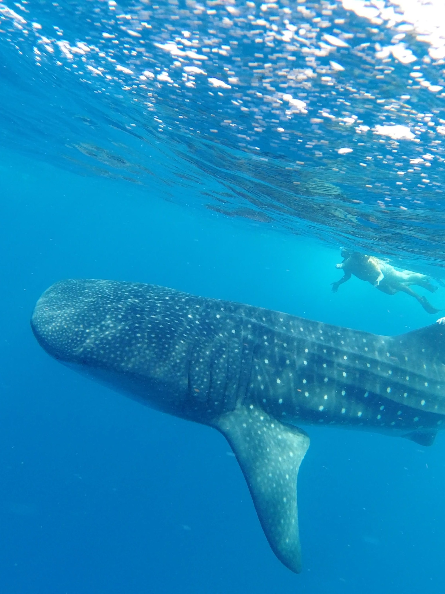 tiburon ballena tour azul tourquesa holbox mexico tiburon ballena tour azul tourquesa holbox mexico