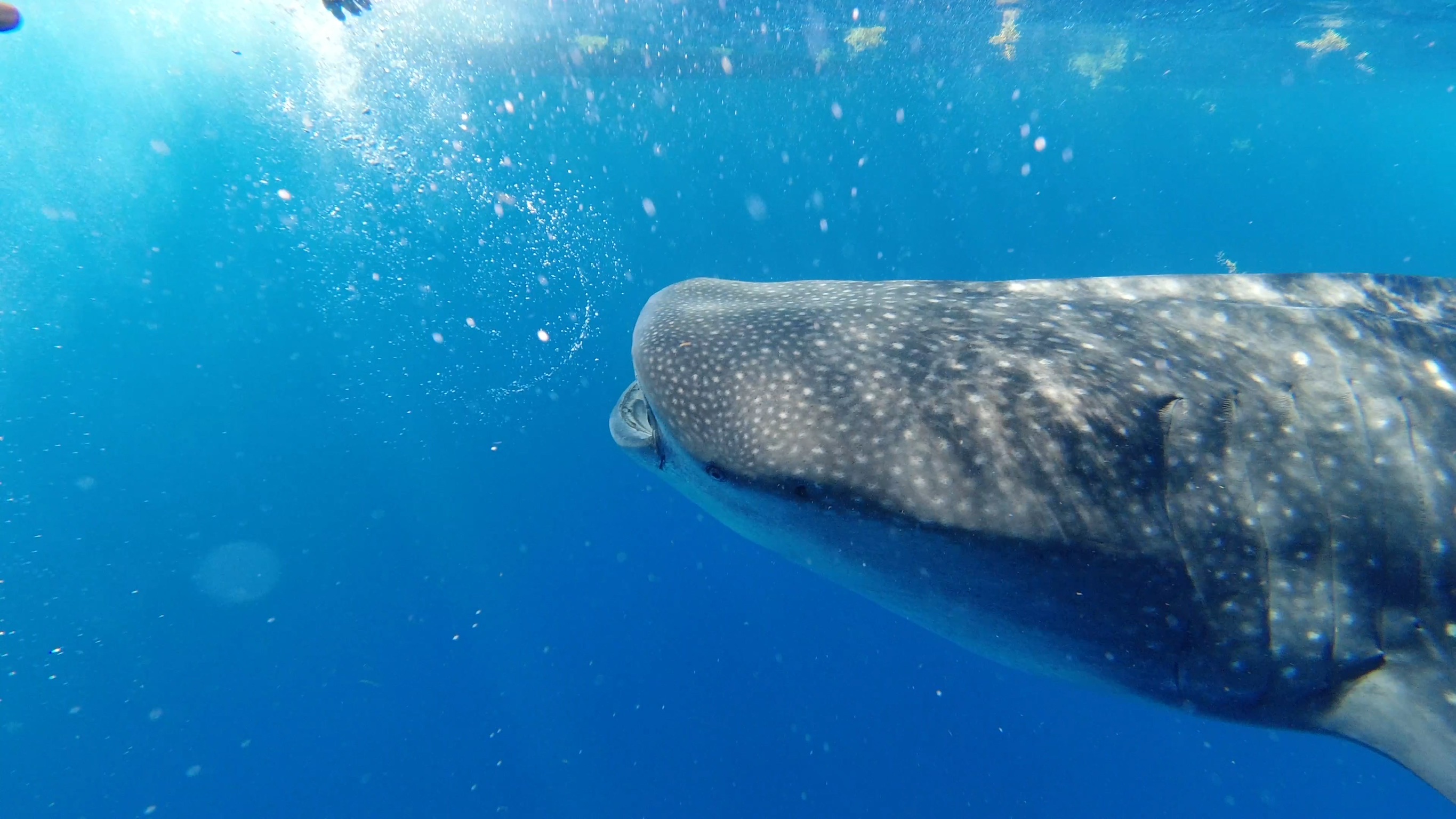 tiburon ballena tour azul tourquesa holbox mexico tiburon ballena tour azul tourquesa holbox mexico