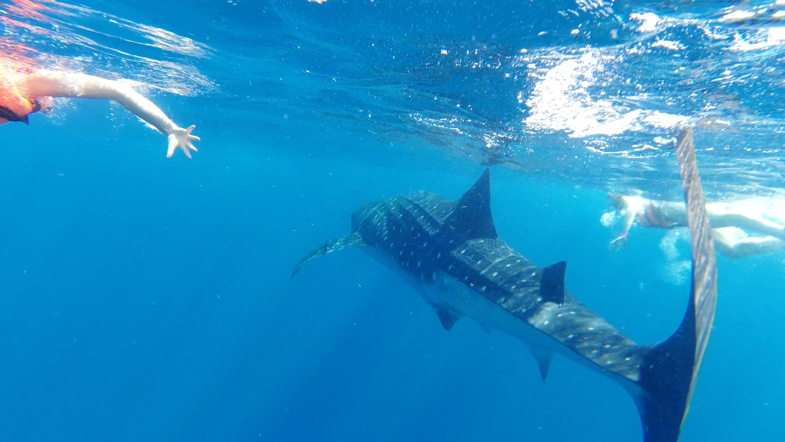 tiburon ballena tour azul tourquesa holbox mexico tiburon ballena tour azul tourquesa holbox mexico