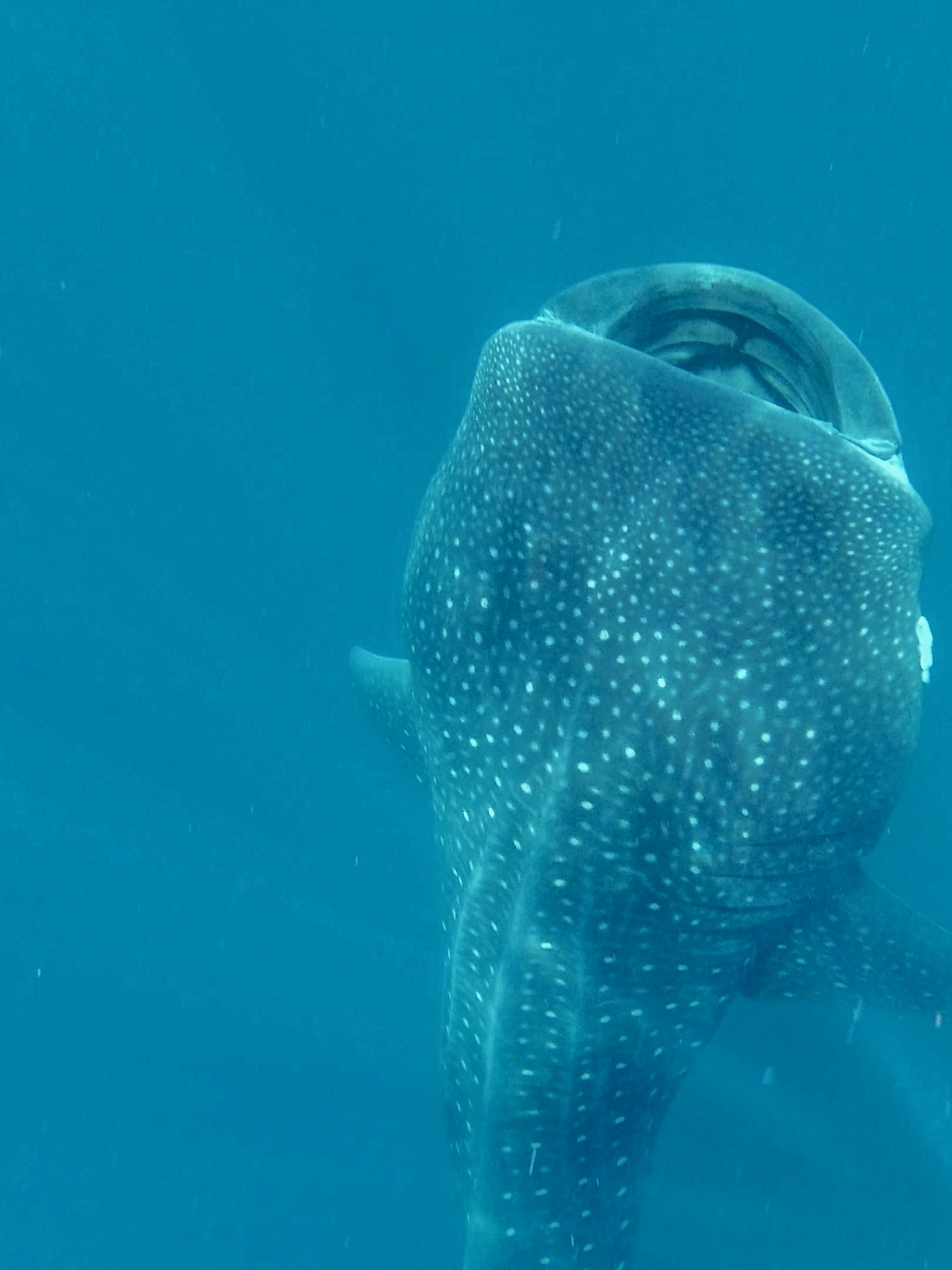 tiburon ballena tour azul tourquesa holbox mexico tiburon ballena tour azul tourquesa holbox mexico